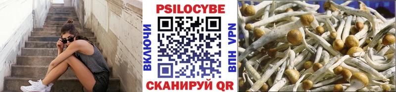 OMG   купить наркоту  Всеволожск  Галлюциногенные грибы Psilocybine cubensis 